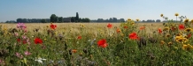 images/productimages/small/akkerranden.jpg